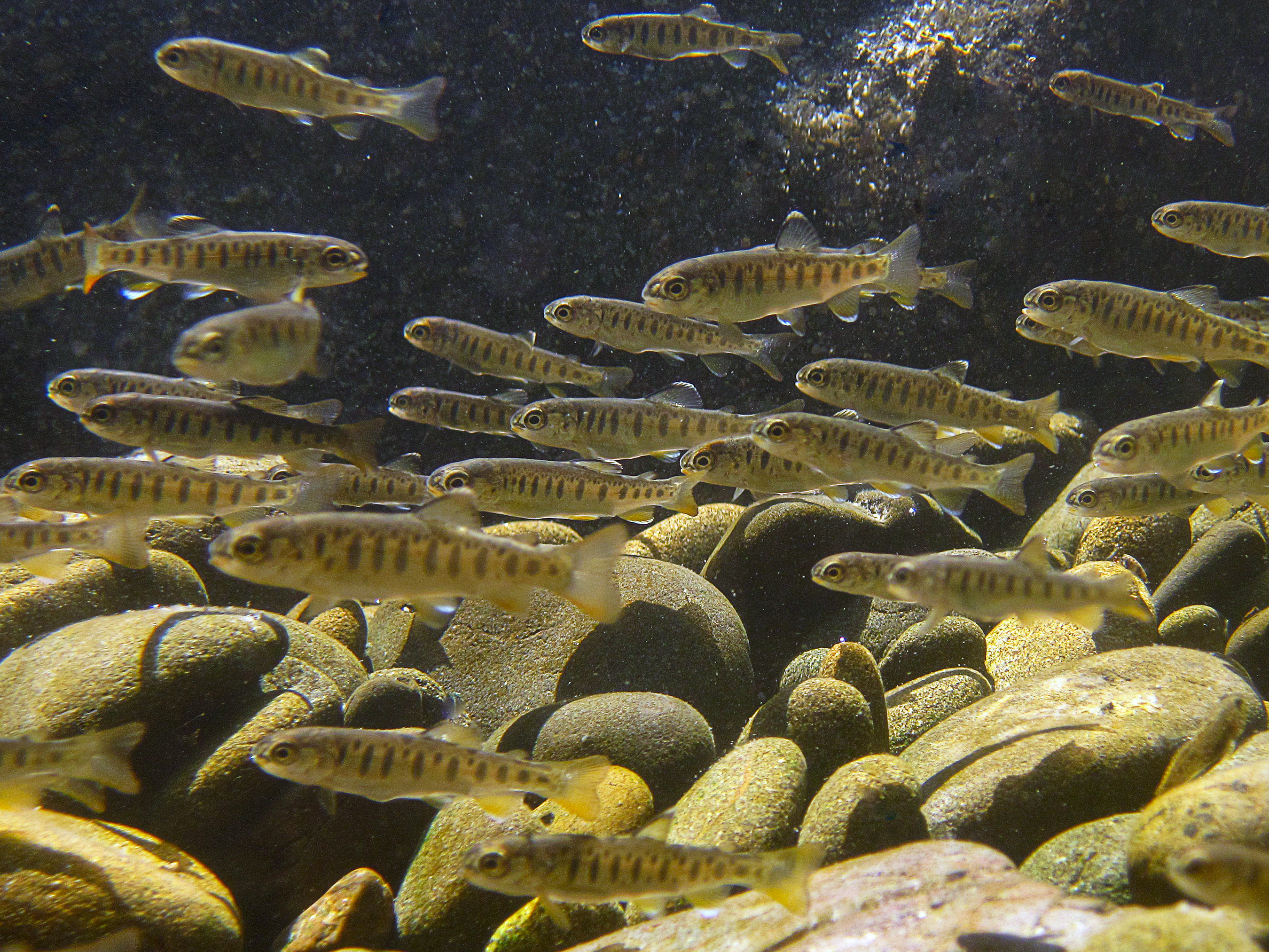 Science Friday: Juvenile Density, Distribution and Habitat Capacity 