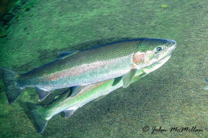 Steelhead biology for anglers – Wild Steelheaders United