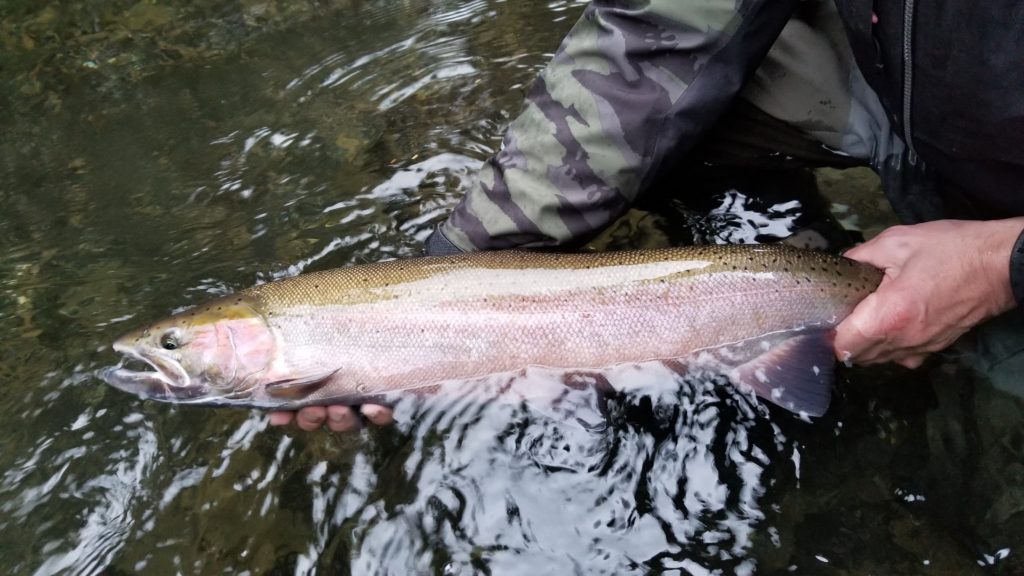 Time is running out to save Puget Sound steelhead