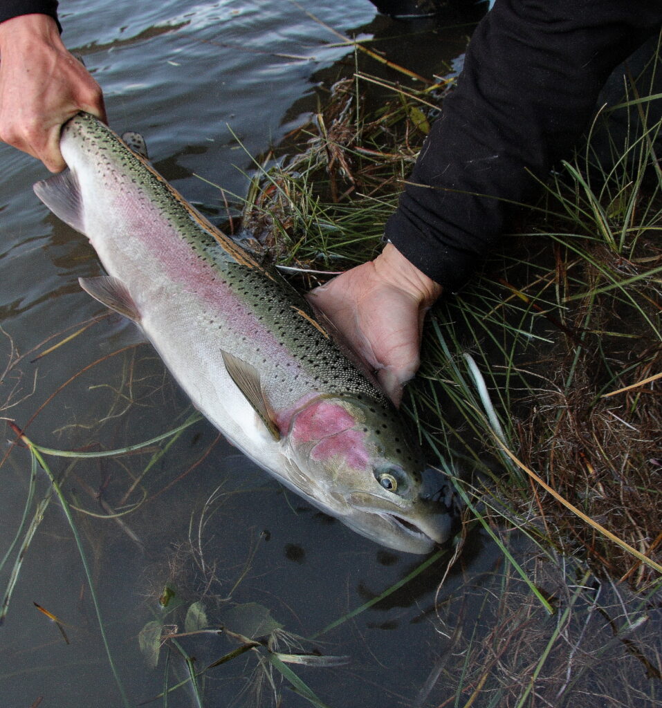 Science Friday: Steelhead hopscotching from one cold-water refugia to  another in the Columbia – Wild Steelheaders United