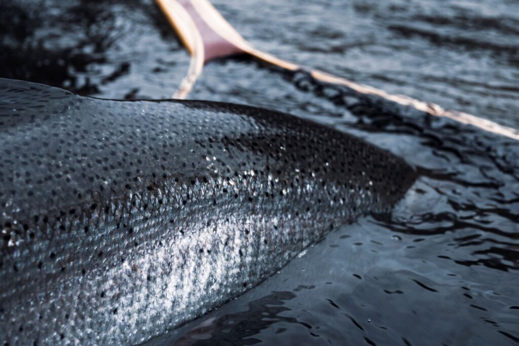 wild steelhead puget sound