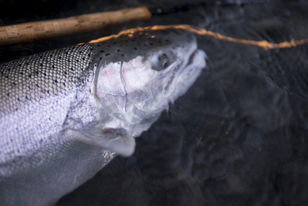 January native steelhead puget sound