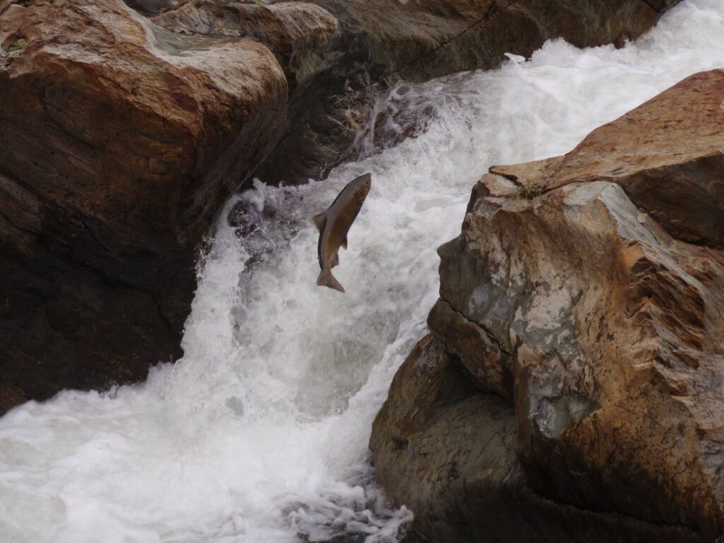 chinook salmon jumping falls