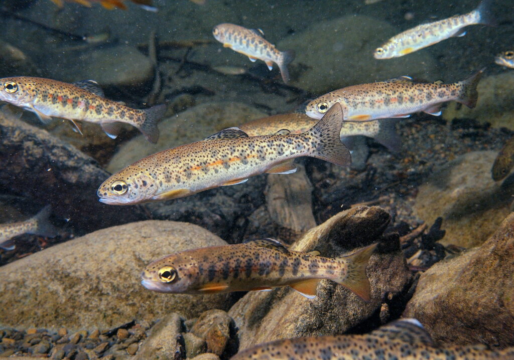 Juvenile steelhead trout, Juvenile steelhead trout in a nat…