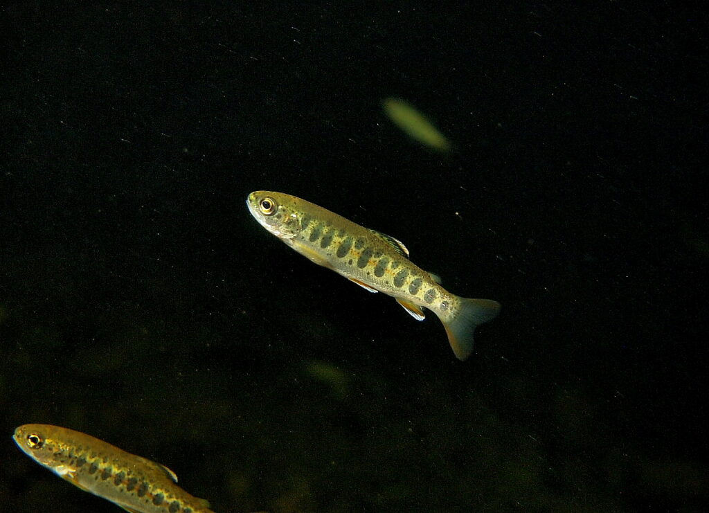 Science Friday: Oldie but a goodie on steelhead fry behavior in ...