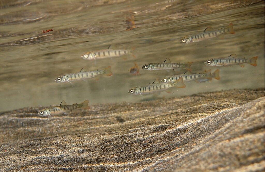 steelhead fry