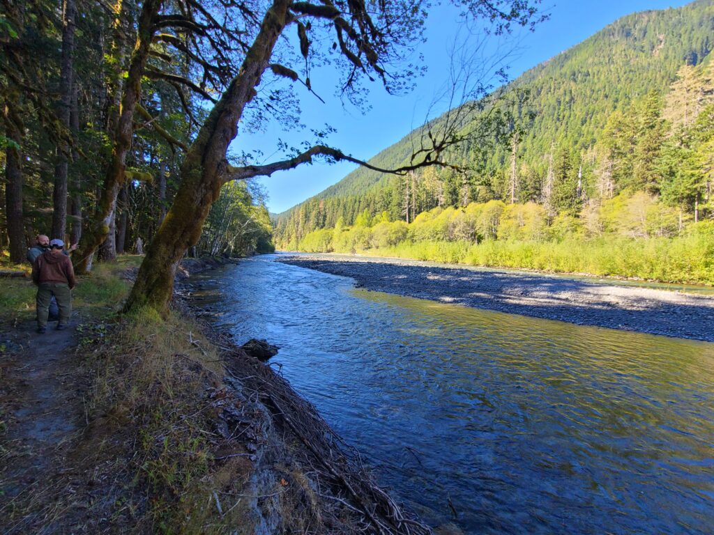 Elwha River An update on our summer steelhead journey Wild