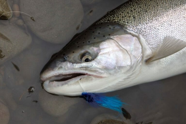 Washington Coast Winter Steelhead Will There Be A Season? Wild