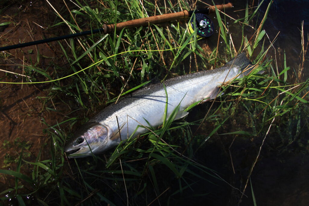 Hatchery fish addicts buck ODFW steelhead plan for Siuslaw