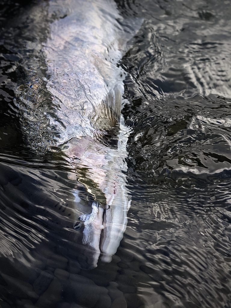 Lee Geist: Strobe Probing For Steelhead – Wild Steelheaders United