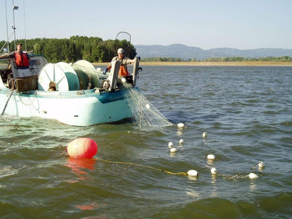 Long-banned gill nets back in St. Johns River, prompting