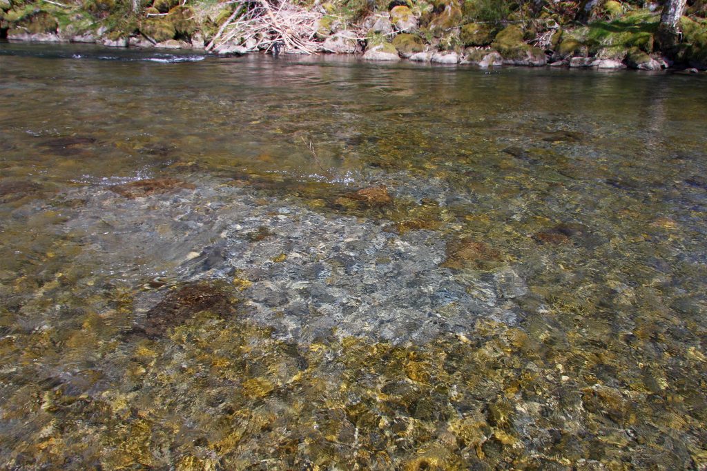 Redd in Quillayute River basin, John McMillan.