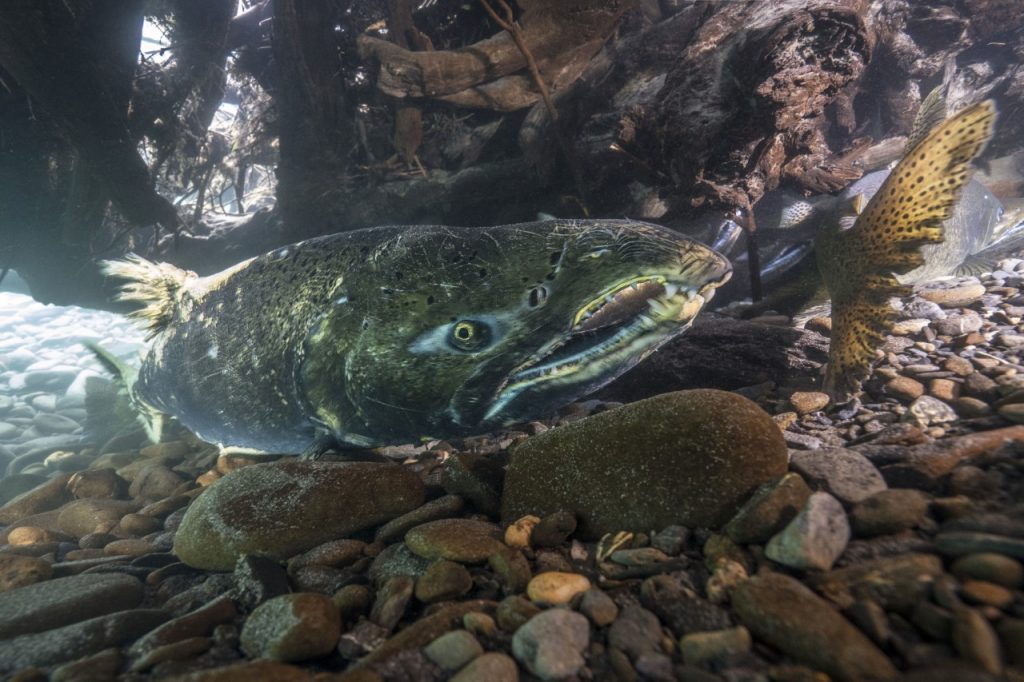 Salmon and Steelhead