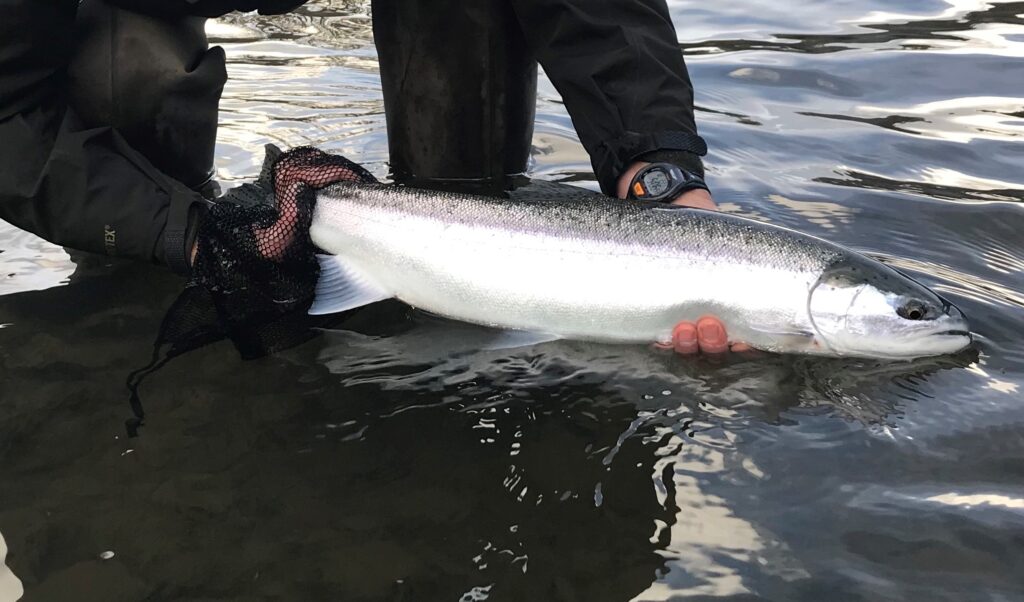 Three Minutes to Land a December Rogue River Steelhead – Rogue River Salmon  Steelhead Board