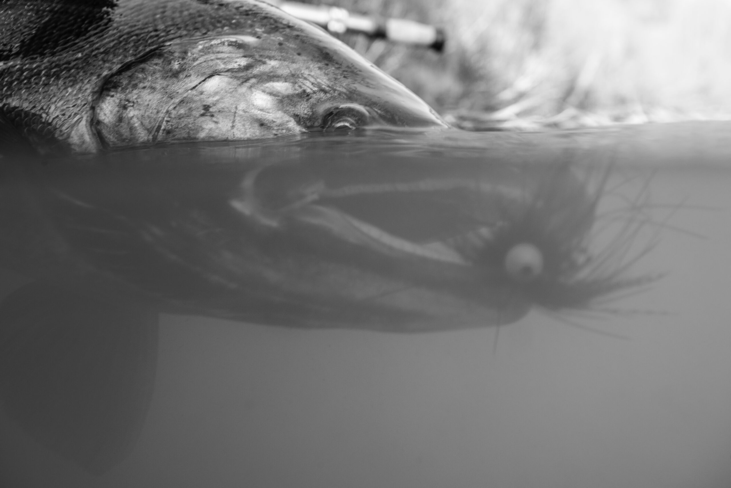 Record-low steelhead returns on Columbia River prompt call for