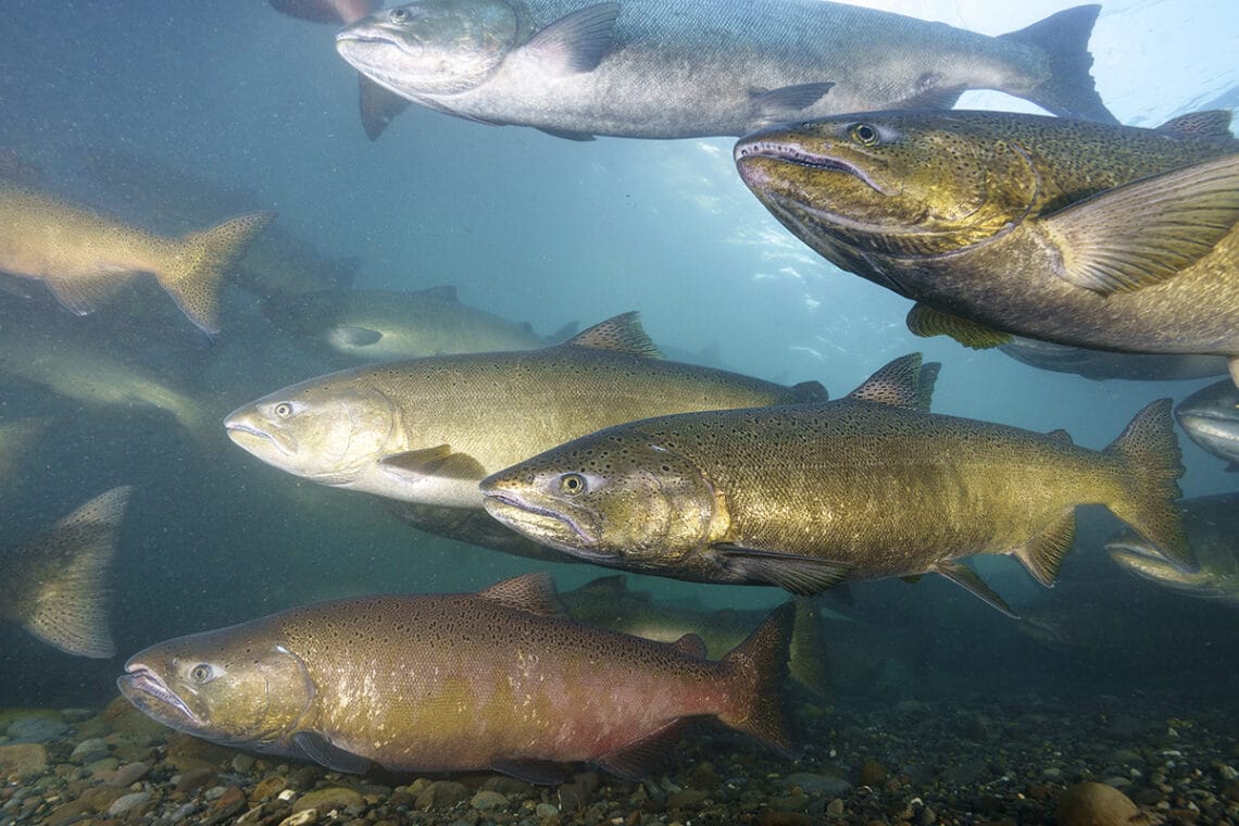 The Elwha River: A wild ride through a decade of dam removal | Wild ...